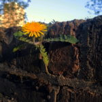 Dandelion growing in a brick wall