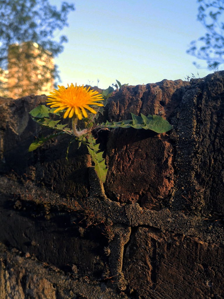 Dandelion growing in a brick wall