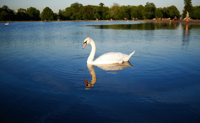 A swan in Hyde Park