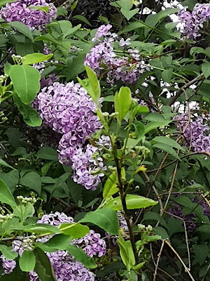 Lilacs in bloom