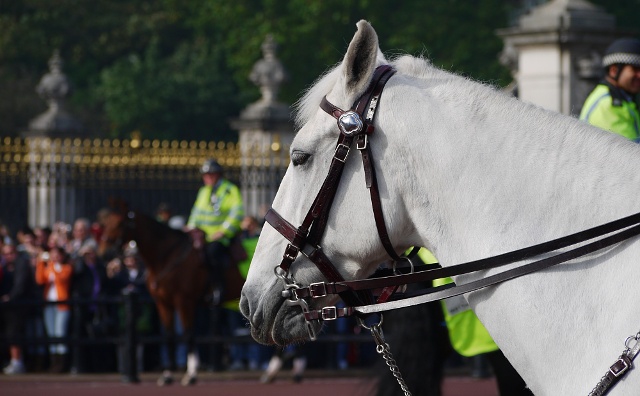 Police horse outside Buckingham Palace