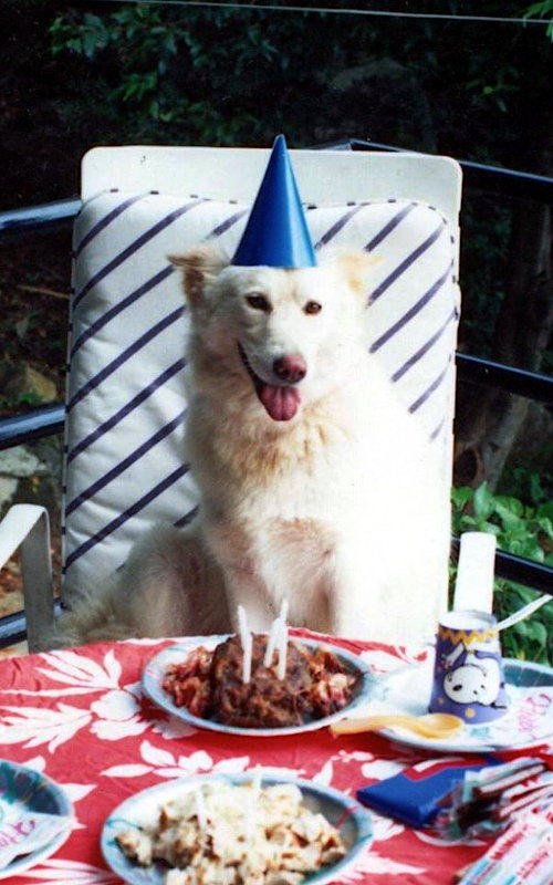 Whitey Oceandog at her birthday